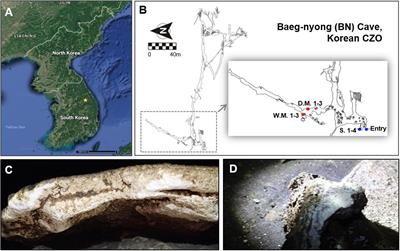 Microbial Diversity in Moonmilk of Baeg-nyong Cave, Korean CZO